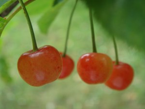 Cherries Shine Bright @http://agileopedia.com/