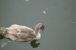 Reflections @http://agileopedia.com/