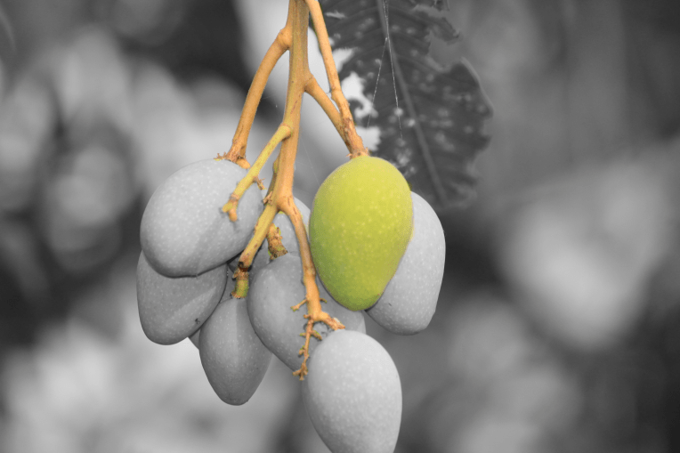 MangoSelectiveColoring