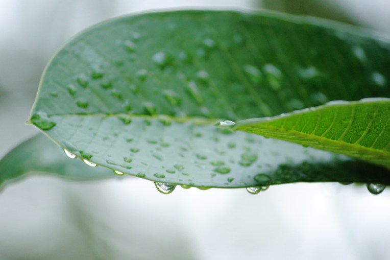 Raindrop_On_Leaves