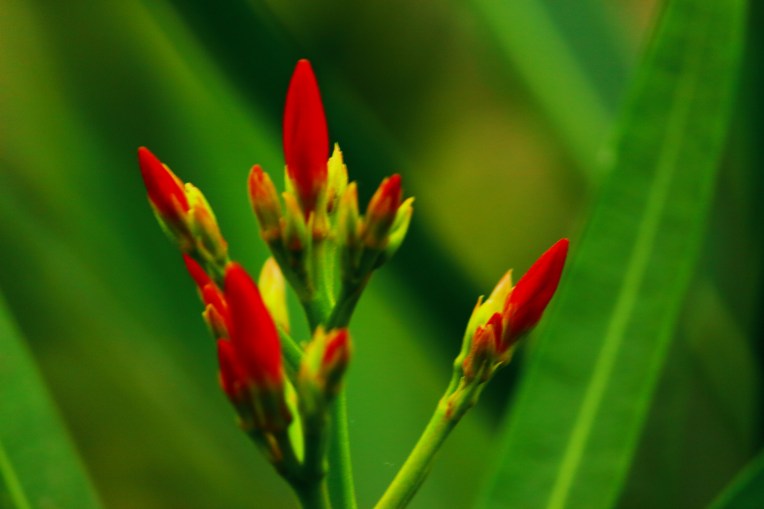 Red_Flower_bud