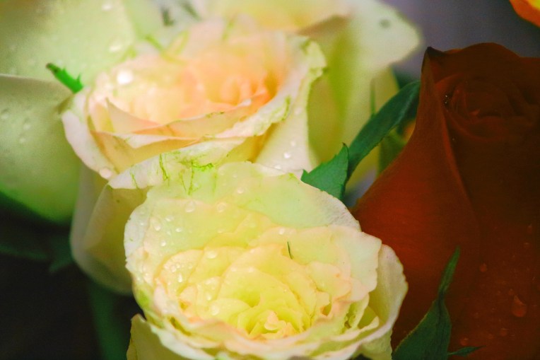 Rose_agileopedia.com_Subhash_Chatterji