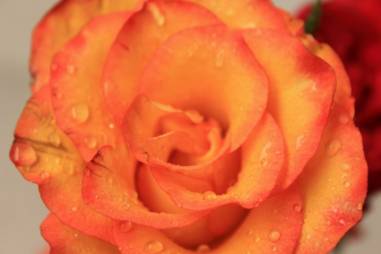 Rose_Pink_Yellow_Shaded_Red_Rose_Potraitagileopedia.com_Subhash_Chatterji