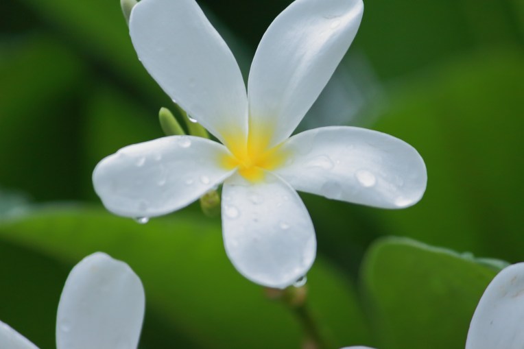 White_Flower