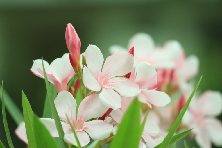 Flower_Togetherness_Family