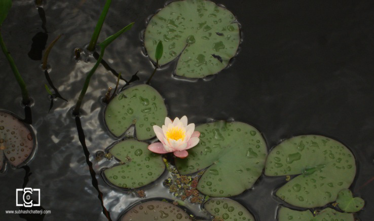 lotus_flower