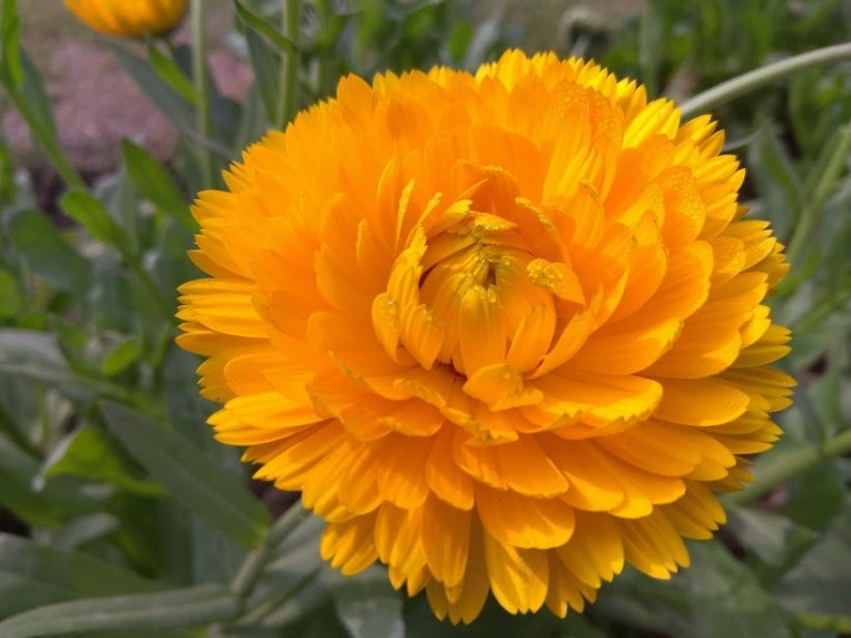 Yellow_Flower